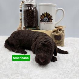 Americano - Chocolate male Goldendoodle puppy in Summerville, South Carolina from Channys Doodles