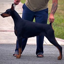 Royal - Doberman Pinscher