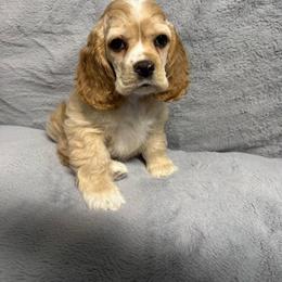 Chicago - Buff male Cocker Spaniel puppy in Cleveland, Ohio from Buckeye Country Kennel
