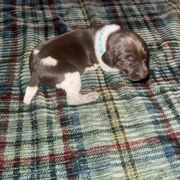 Light blue female - Liver roan female German Shorthaired Pointer puppy in Osawatomie, Kansas from Doyle’s GSP