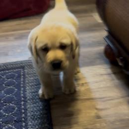 Yellow male - Yellow male Labrador Retriever puppy in Cullman, Alabama from Chara’ Labradors
