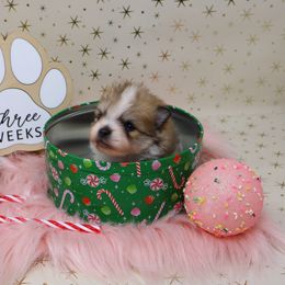 Poppy - Cream sable parti female Pomeranian puppy in Concord, California from Eelan’s Poms