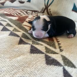 Monica - Black tri female Miniature Australian Shepherd puppy in Bethany, Illinois from Rachel at Marrowbone Creek Aussies