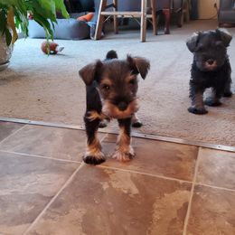 Miniature Schnauzer Puppies from Gerhauzer's Schnauzers