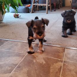 Miniature Schnauzer Puppies from Gerhauzer's Schnauzers
