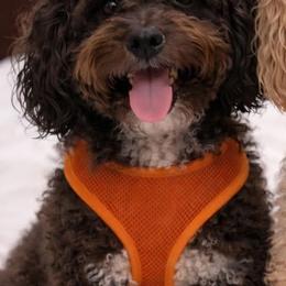 Sammy - Cavapoo