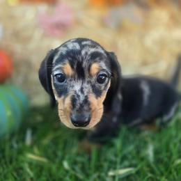 Aspen - Dapple female Dachshund puppy in West Haven, Utah from Doxie Trails LLC