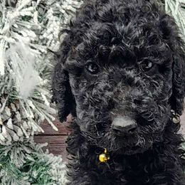 Yellow Collar Female - Black Poodle puppy in Selinsgrove, Pennsylvania from Poodle Paws and Puppies