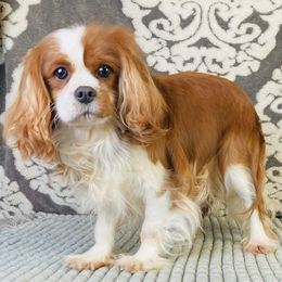 Cavalier King Charles Spaniels from Stephany's Cavalier King Charles Spaniels