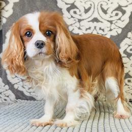 Cavalier King Charles Spaniels from Stephany's Cavalier King Charles Spaniels