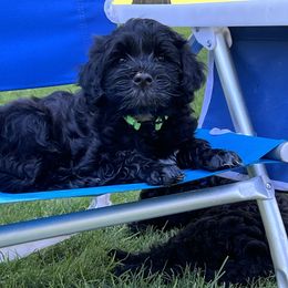 Portuguese Water Dog Puppies from Yellowstone Porties