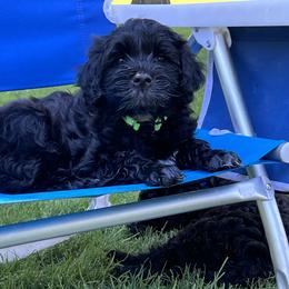 Portuguese Water Dog Puppies from Yellowstone Porties
