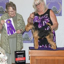 Australian Shepherds and Lakeland Terriers from Susan Harris