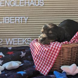 Liberty - Black and tan female Dachshund puppy in Indianapolis, Indiana from Englehaus Dachshunds