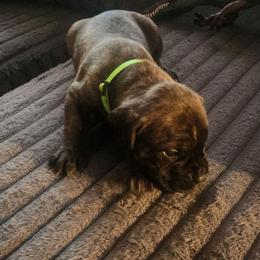 Green Collar male - Black brindle male Cane Corso puppy in Bristol, Connecticut from Family Corso Kennels