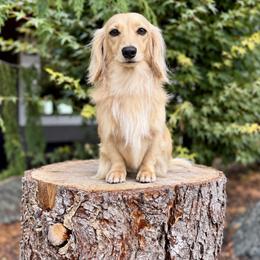 Peanut - Dachshund