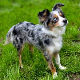 Pebble - Toy Australian Shepherd