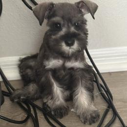 Merlin - Salt and pepper male Miniature Schnauzer puppy in Glendale, Arizona from Pipes of Gizzie’s Swamp