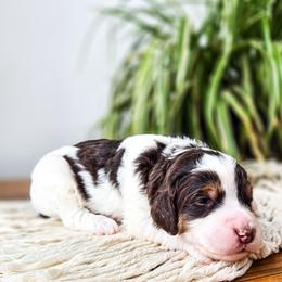 Gatsby - Brown and white male Bernedoodle puppy in Gaylord, Michigan from Dog Mom Co. Doodles