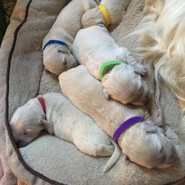 Golden Retriever Puppies from Golden Retriever Street