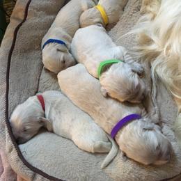 Golden Retriever Puppies from Golden Retriever Street