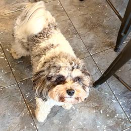 Patches - Cavapoo