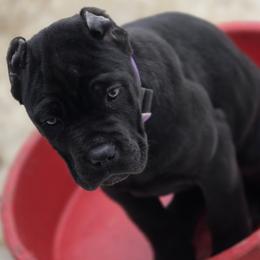 Purple - Black female Cane Corso puppy in Sault Ste Marie, Michigan from Willow Creek Cane Corsos