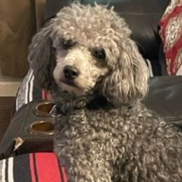 Bernedoodles, Goldendoodles, Poodles, and Sheepadoodles from Lindy’s Doodles