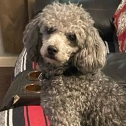 Bernedoodles, Goldendoodles, Poodles, and Sheepadoodles from Lindy’s Doodles