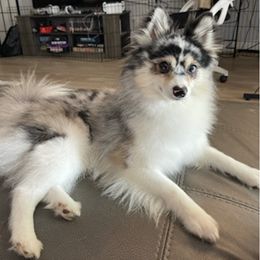 Pomskies from Pomskies of Miami