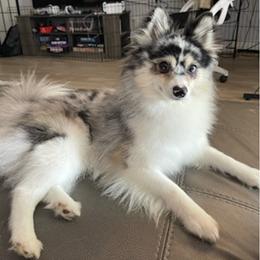 Pomskies from Pomskies of Miami