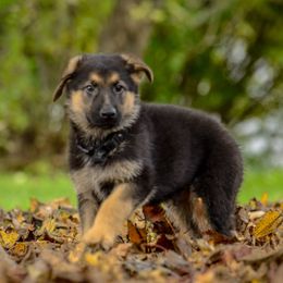 German Shepherds from Vom Feuerlands