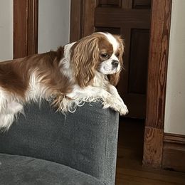 Skylar - Cavalier King Charles Spaniel