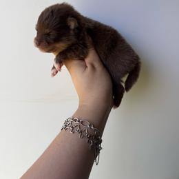 Daffy - Chocolate and tan male Pomeranian puppy in Eagle Pass, Texas from Texas Tumbleweed Poms