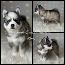 Lucy - Silver and white female Pomsky puppy in Rossville, Georgia from Scenic City Pomskies