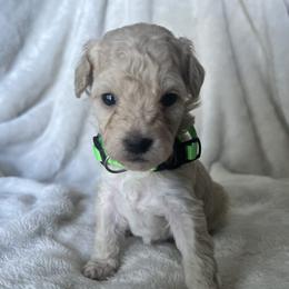 Poodle Puppies from J'Adore Doodles