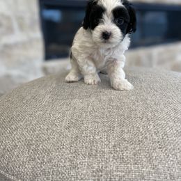 Havanese and Havapoo Puppies from Ladypawspuppies