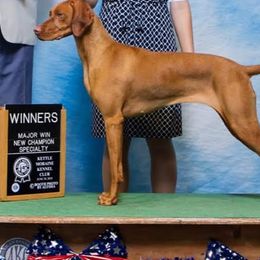 Lexi - Vizsla
