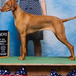 Lexi - Vizsla