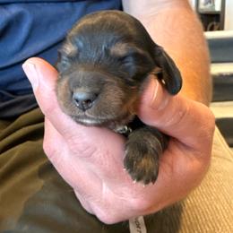 Jupiter - Black and tan female Dachshund puppy in Delta, Utah from Dix n’ Dot Dachshunds
