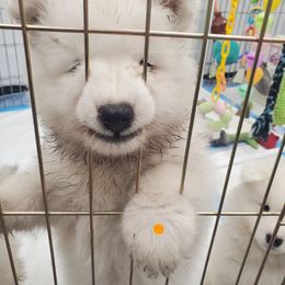 Samoyed Puppies from SnoFox Samoyeds