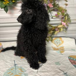 Poodle puppies from Silver Bells Paw Prints