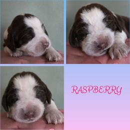 Raspberry - Liver white and roan female English Springer Spaniel puppy in Florida from Thunderbird Springers