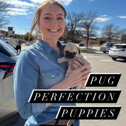 Pug Puppies from Pug Perfection Puppies