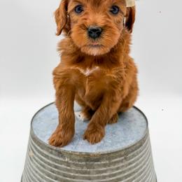 Gouda - Red  female Goldendoodle puppy in Sunman, Indiana from Brunsman Country Doodles LLC