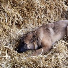 Armenian Gampr Puppies from Muddy Acres Farm