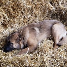 Armenian Gampr Puppies from Muddy Acres Farm