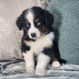 Boy 2 - Black tri male Miniature Australian Shepherd puppy in Killen, Alabama from Wilkers Wholehearted Mini Aussies