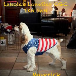 Cocker Spaniel puppies from Lakota Cockers