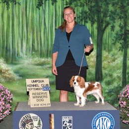 Cavalier King Charles Spaniels from Noble Ridge Cavaliers